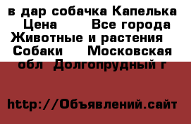 в дар собачка Капелька › Цена ­ 1 - Все города Животные и растения » Собаки   . Московская обл.,Долгопрудный г.